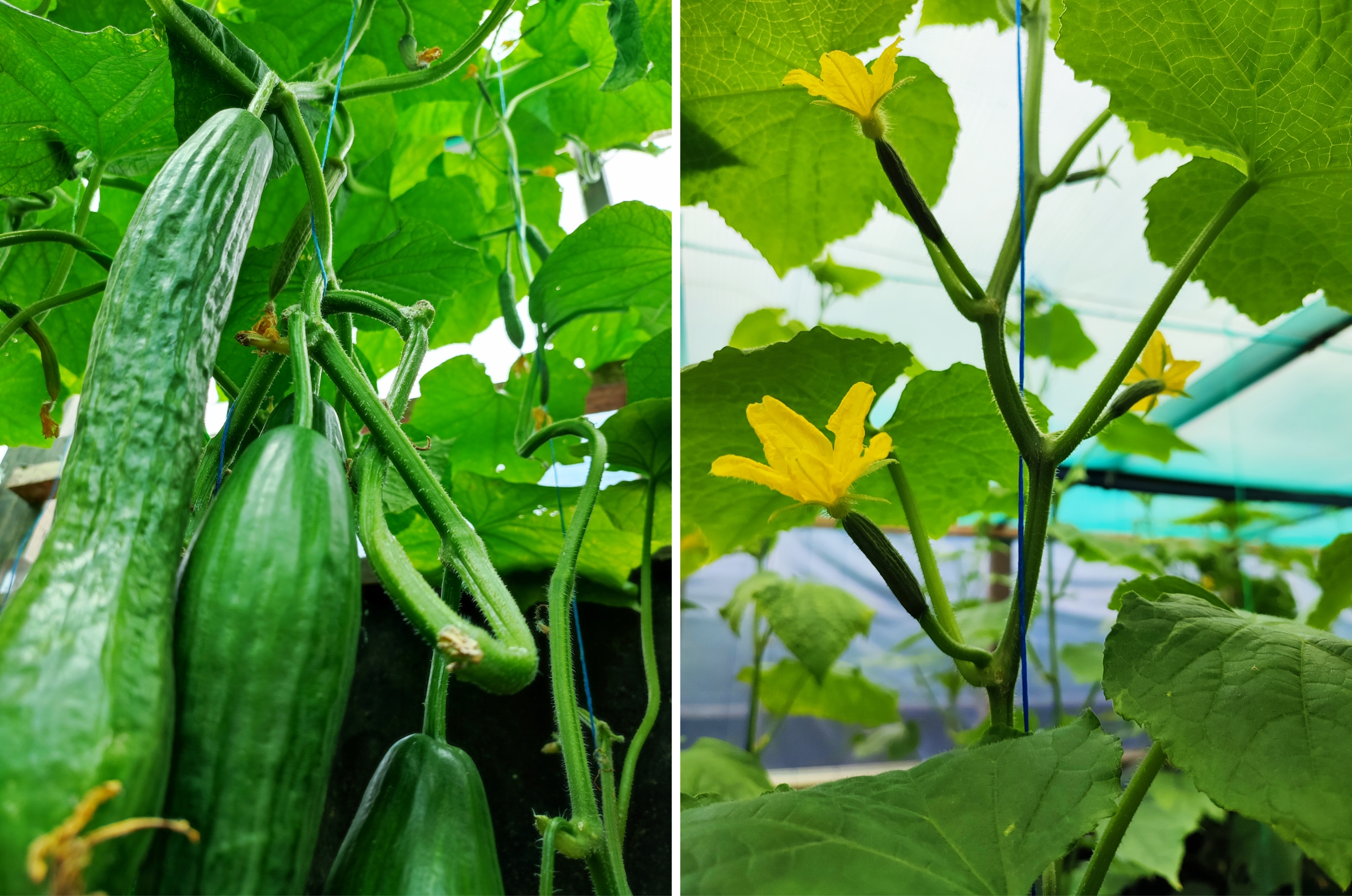 HELA Bio zahradnictví - Jak to u nás vypadá - Bio okurky - Bio zelenina Loděnice