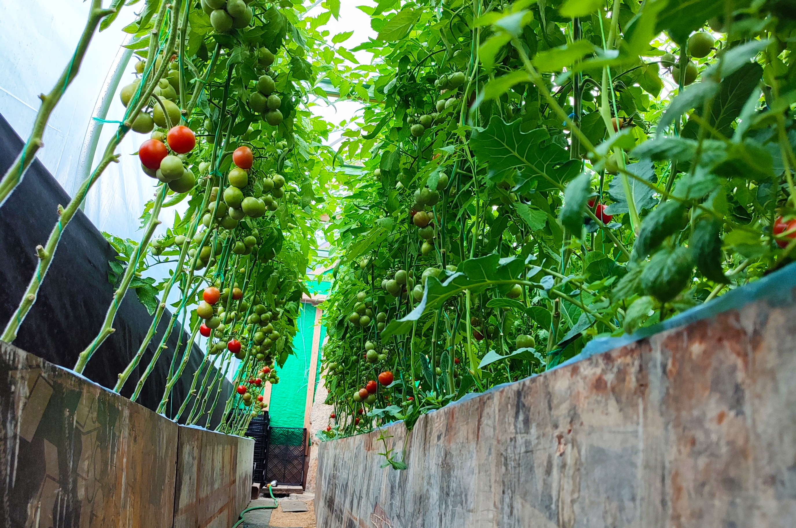HELA Bio zahradnictví - Jak to u nás vypadá - Bio rajčata - Bio zelenina Loděnice