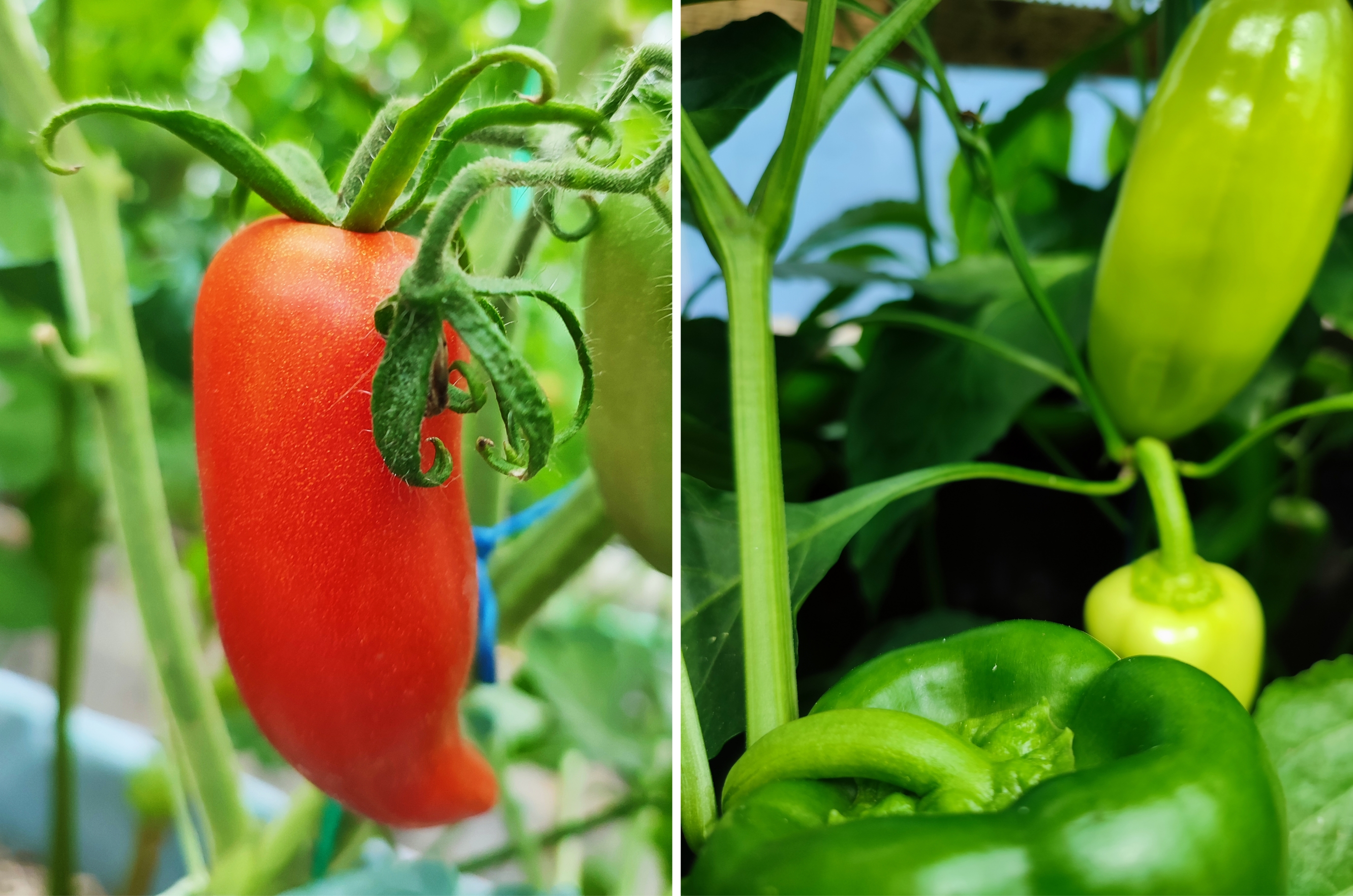 HELA Bio zahradnictví - Jak to u nás vypadá - Bio rajčata, bio papriky - Bio zelenina Loděnice