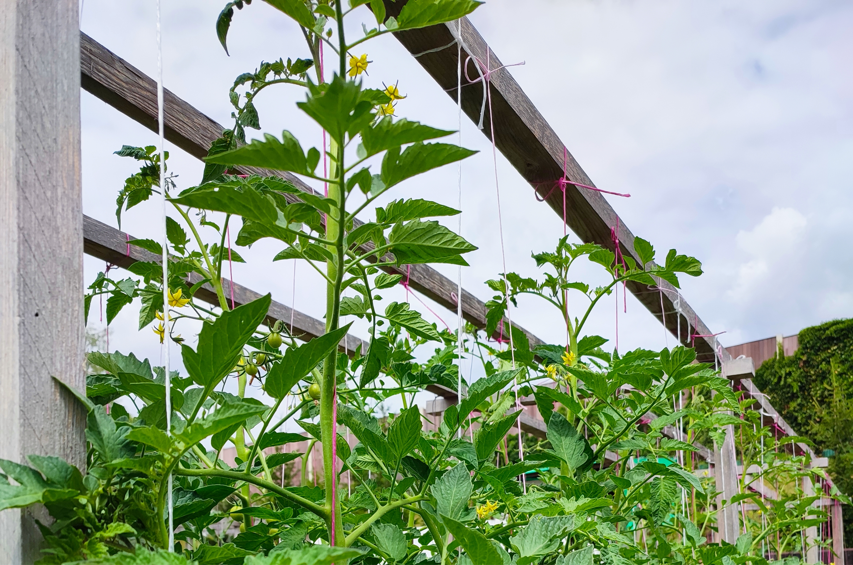 HELA Bio zahradnictví - Jak to u nás vypadá - Bio rajčata - Bio zelenina Loděnice